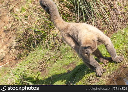 Wooly Monkey in the Amazonia of Ecuador sitting on the riverbank