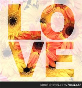 word love made from gerbera or Barberton daisy flower picture
