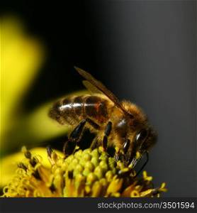 work bee on yellow flower