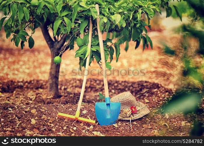 Work in the garden, necessary tools for work in the soil, rake, shovel and hat under lemon tree, fruits cultivation, production of a healthy organic nutrition