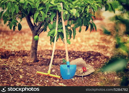 Work in the garden, necessary tools for work in the soil, rake, shovel and hat under lemon tree, fruits cultivation, production of a healthy organic nutrition