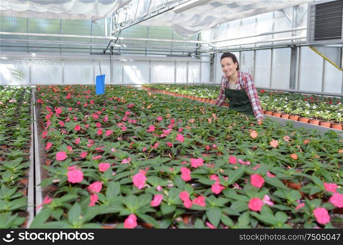 worker and flowers in greenhouse