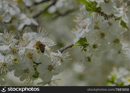 Worker bee gather honey on a flowering spring tree. Select focus.