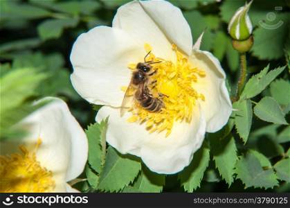 Worker bee on a Spring Flower dog rose