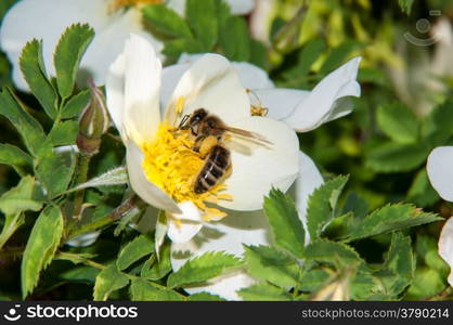 Worker bee on a Spring Flower dog rose