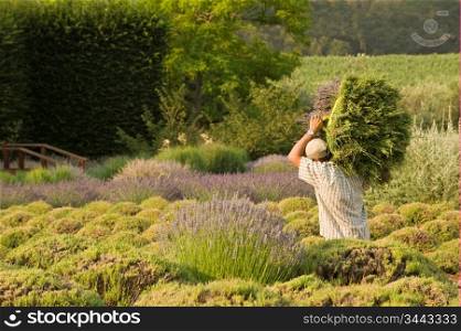 Worker Carrying A Large Bundle Of Lavender