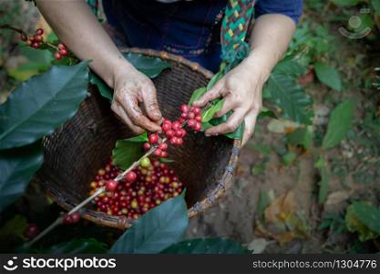 Worker Harvest Typica coffee berries on its branch,Agriculture economy industry business, health food and lifestyle, at the north of Thailand.