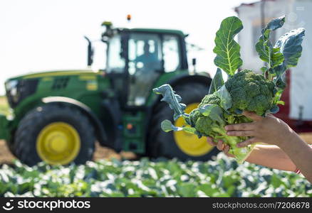 Worker shows broccoli on plantation. Picking broccoli. Tractor and automated platform in broccoli big garden. Sunny day. Woman hold broccoli head.