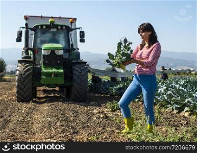 Worker shows broccoli on plantation. Picking broccoli. Tractor and automated platform in broccoli big garden. Sunny day. Woman hold broccoli head.