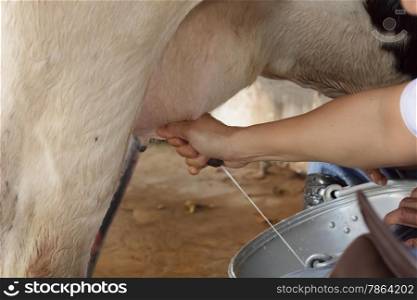 Workers are milking the cows by hand.