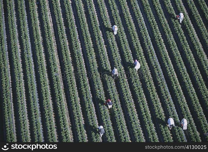 Workers harvesting strawberries, Florida