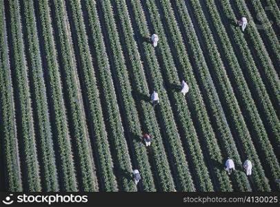 Workers harvesting strawberries, Florida