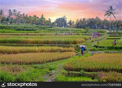 Workers on the land planting rice in the fields of Java Indonesia