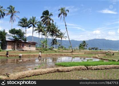Workers on the rice field near lake Maninjau in Indonesia