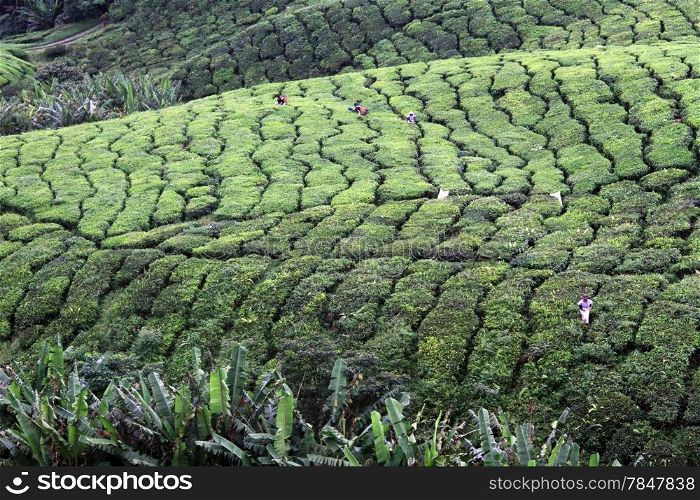 Workers on the tea plantation in Cameron Highlands, Malaysia