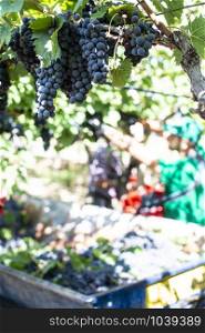 Workers picking red grapes. Harvesting grape for wine making.