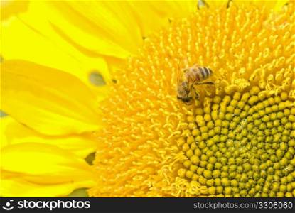 Working bee on the beautiful blossoming sunflower