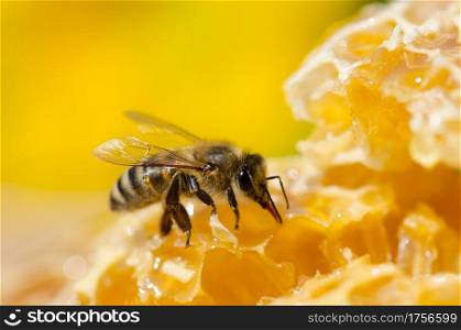 Working bees on honey cells. Close up view of bees on honeycomb