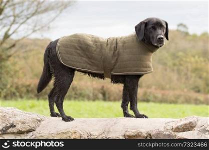 Working black labrador warming up at the end of the day in a green padded coat