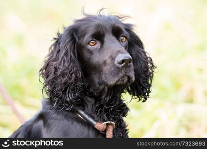 Working cocker spaniel portrait