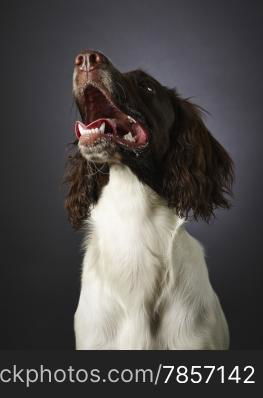 Working english springer spaniel puppy, six month old, studio shot