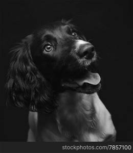 Working english springer spaniel puppy, six month old, studio shot black and white image