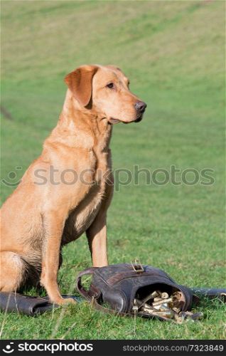 Working fox red Labrador with a cartridge bag