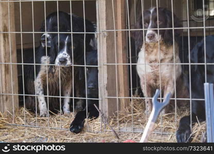 Working gundogs waiting to get out of the truck