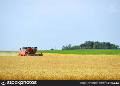 working harvester on wheat field