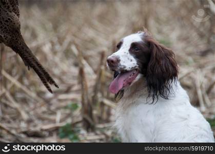 Working liver and white spaniel