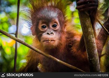 World's cutest baby orangutan looks into camera as it hangs in a tree in the jungles of Borneo