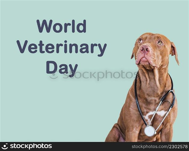 World Veterinary Day. Lovable, pretty puppy of brown color. Closeup, indoor, isolated background. Day light. Pet care concept. Lovable, pretty puppy of brown color. Close-up
