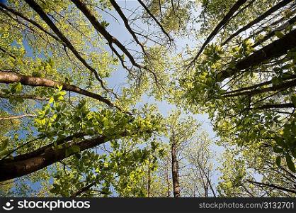 Worm&acute;s eye view looking up through canopy of beech trees on bright blue sky day
