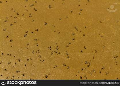 Worm casts of lugworm or Arenicola marina coiled on a beach.