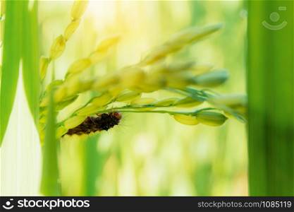 Worm eating a rice in the field at sunrise.