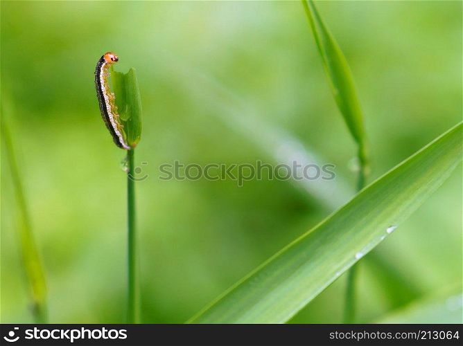 worm eats grass, striped larva on the grass. striped larva on the grass, worm eats grass