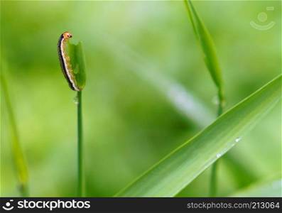 worm eats grass, striped larva on the grass. striped larva on the grass, worm eats grass