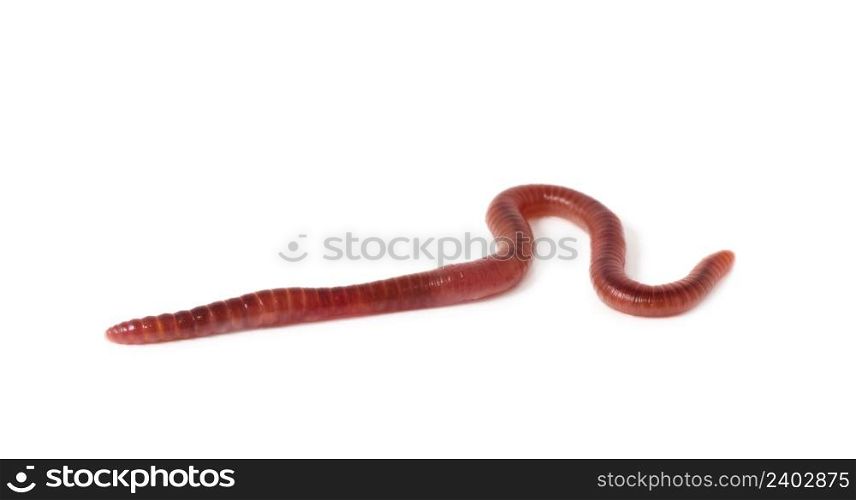 worm on a white background