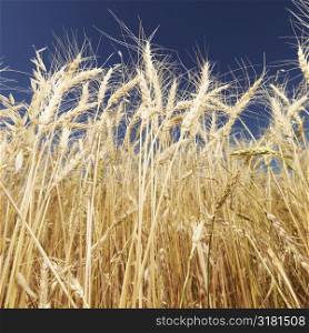 Worms eye view of golden wheat field ready for harvest agaist blue sky.