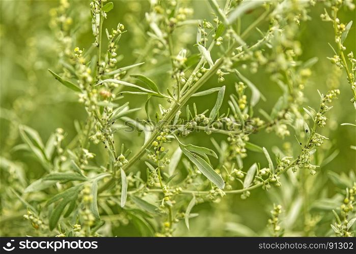 Wormwood, medicinal plant with leaves. Wormwood, medicinal plant with leaves