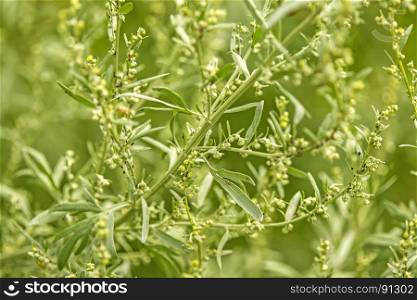 Wormwood, medicinal plant with leaves. Wormwood, medicinal plant with leaves