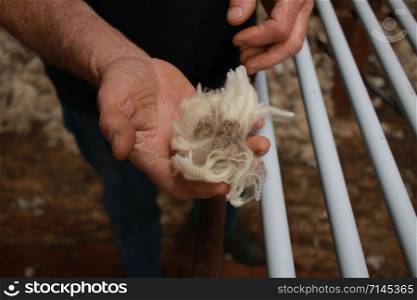 worn experienced hard hands of a long time sheep farmer examining freshly shorn wool in his shearing shed on his farm in rural Victoria, Australia