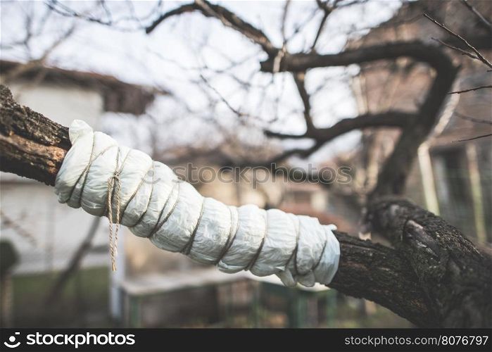 Wounded tree branch with bandage