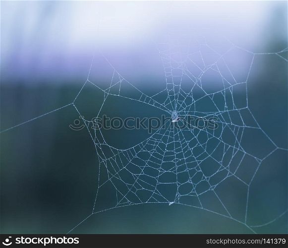 woven web of the spider, dew on a spider web. spider web woven by the insect