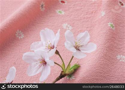 Wrapping cloth and Cherry blossom