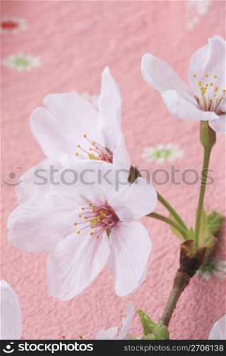 Wrapping cloth and Cherry blossom