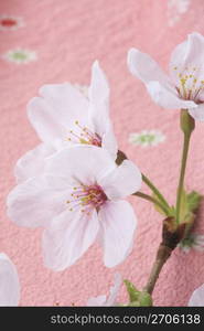 Wrapping cloth and Cherry blossom