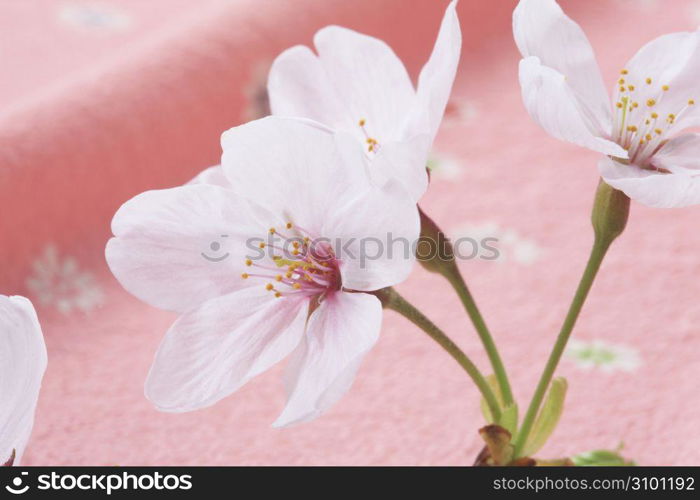 Wrapping cloth and Cherry blossom