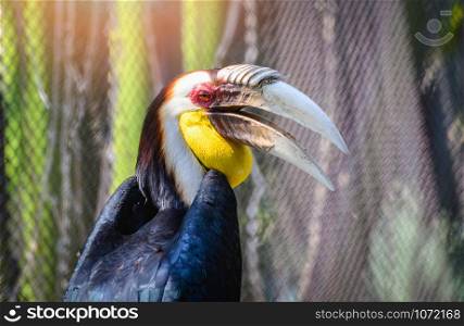 Wreathed hornbill big beak colorful bird sitting on branch tree in the national park / Rhyticeros undulatus Great hornbill