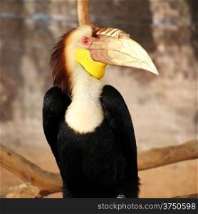 Wreathed Hornbill bird looking something onthe tree